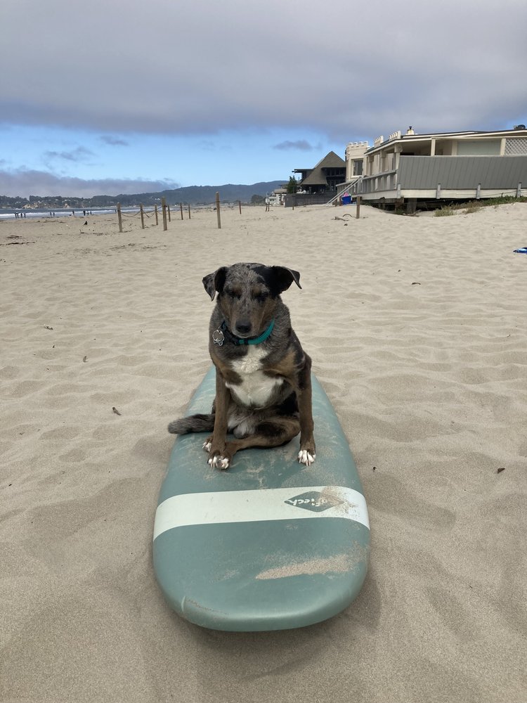 Stinson Beach Surf Camp