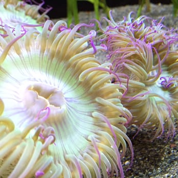 Seattle Aquarium - Aquariums Near Me - Seattle, Washington Seattle Aquarium - Aquariums Near Me - Seattle, Washington