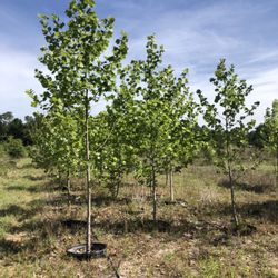 Gateway Farms - Maples