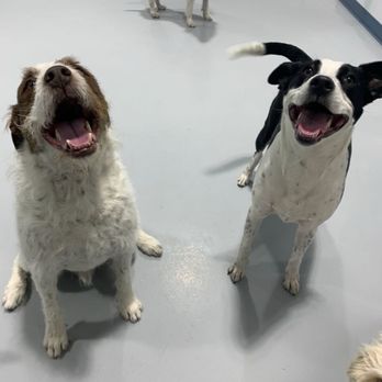 Dogdrop - Bob Vance and Zero! - Pet Sitting Near Me - Denver, Colorado