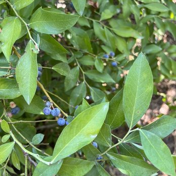 Moorhead's Blueberry Farm - Pick Your Own Farms Near Me - Conroe, Texas