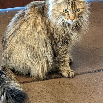Vets for Abandoned Pets - Cat - Pet Adoption Near Me - Las Vegas, Nevada Vets for Abandoned Pets - Cat - Pet Adoption Near Me - Las Vegas, Nevada