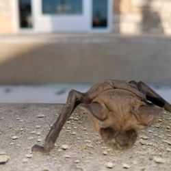 The Critter Team - Bat outside business