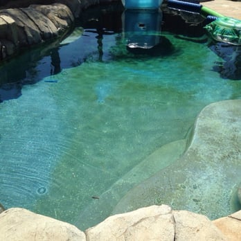 Pool Daddy - Current condition of our pool as of 9/4/14. - Pool Cleaners Near Me - Corona, California Pool Daddy - Current condition of our pool as of 9/4/14. - Pool Cleaners Near Me - Corona, California
