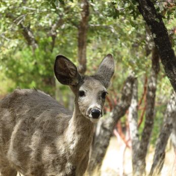 Ramsey Canyon Inn B & B - A Doe - Bed & Breakfast Near Me - Hereford, Arizona Ramsey Canyon Inn B & B - A Doe - Bed & Breakfast Near Me - Hereford, Arizona