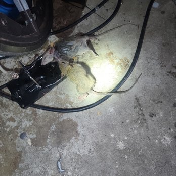 Buncha Bugs - ha ha! a 2fer!!! I'm sorry for laughing at these poor guys but it feels good to get rid of the trouble makers. - Pest Control Near Me