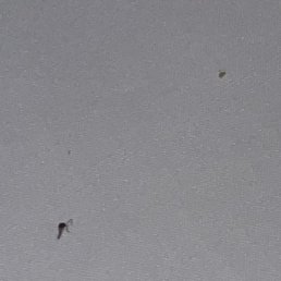 dead bug in bed dead bug in bed
