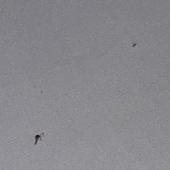 Hotel Indigo Gainesville-Celebration Pointe - dead bug in bed - Hotels Near Me - Gainesville, Florida Hotel Indigo Gainesville-Celebration Pointe - dead bug in bed - Hotels Near Me - Gainesville, Florida
