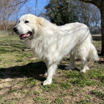 PetSmart - My gorgeous big fluffy girl last week. - Pet Training Near Me - Spring Hill, Tennessee PetSmart - My gorgeous big fluffy girl last week. - Pet Training Near Me - Spring Hill, Tennessee