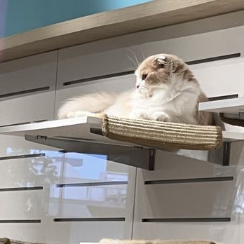 Cat Cafe Moff - Themed Cafes Near Me - Honolulu, Hawaii
