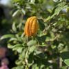 Kauffman Memorial Garden gift card