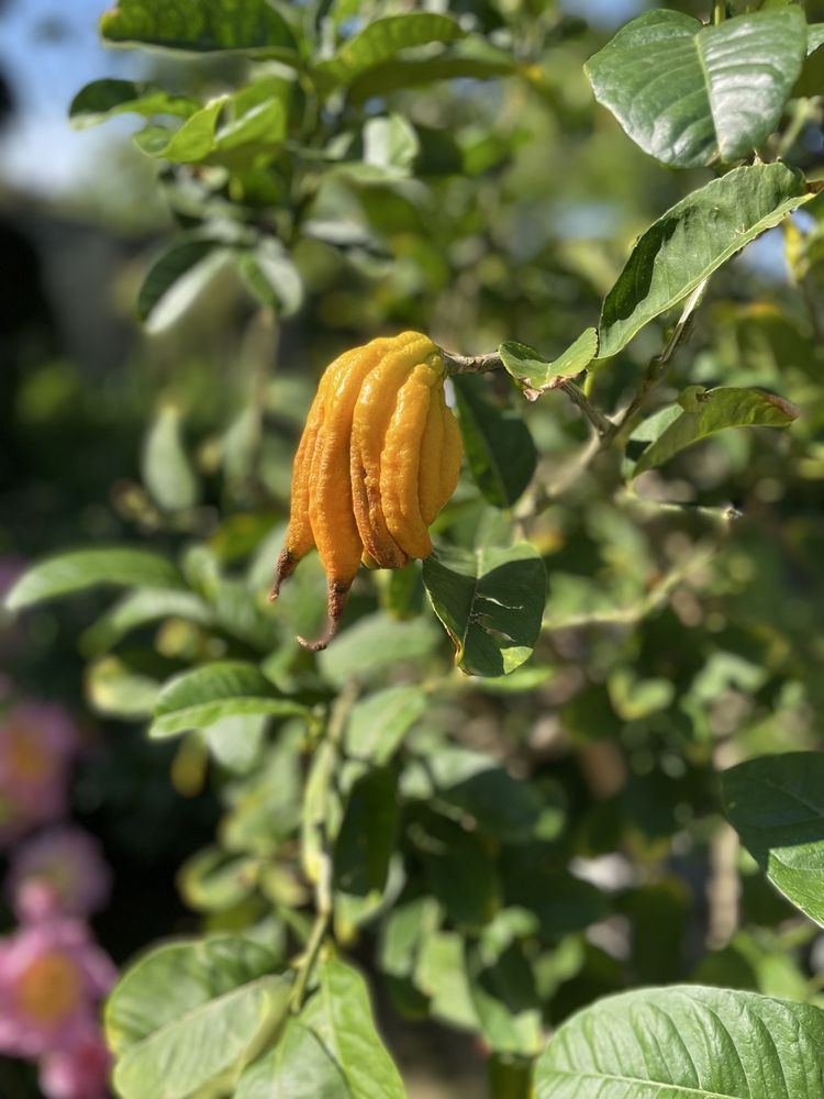 Social spots from The Ewing and Muriel Kauffman Memorial Garden