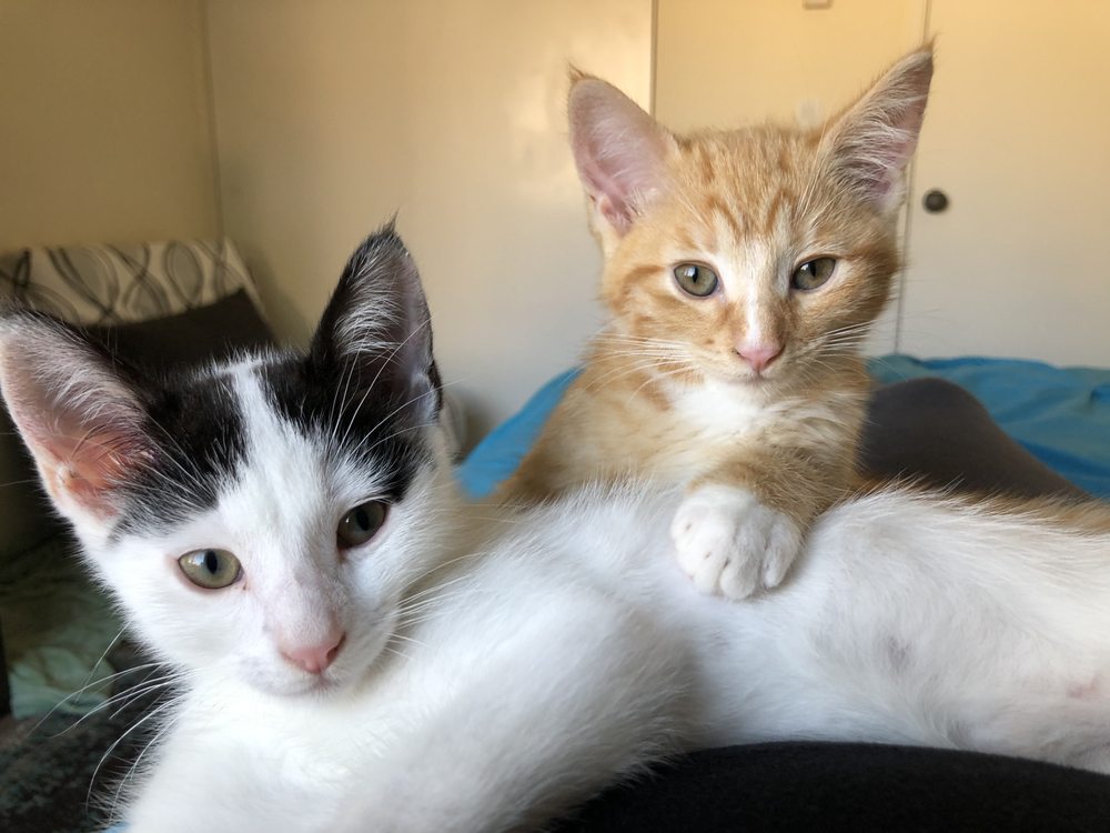 RESQCATS Updated September 2024 10 Reviews Santa Barbara