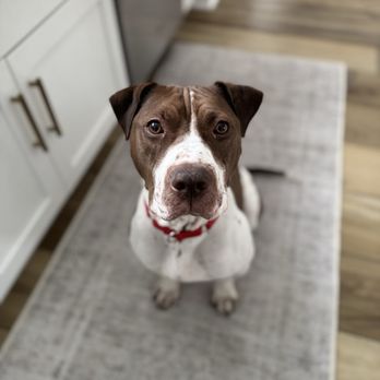 Brandywine Valley SPCA - Ralph sits, gives paw and lays down on command. - Pet Services Near Me - West Chester, Pennsylvania Brandywine Valley SPCA - Ralph sits, gives paw and lays down on command. - Pet Services Near Me - West Chester, Pennsylvania