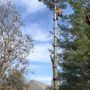 Photo of D & B Tree Service