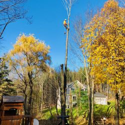 518 Cut Tree