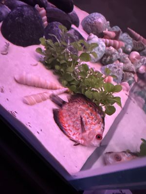 The Fin Shop by null