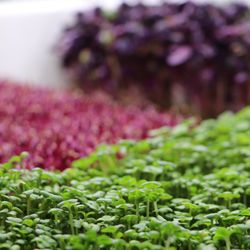 Phoenix Microgreens - Bright Microgreen Mix, Locally Grown in Arizona by Phoenix Microgreens.