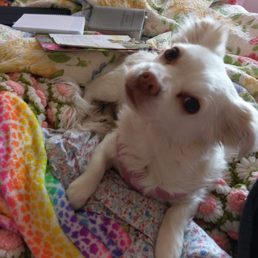 My puppy Jeni loves our new home here at Springhill apartments.