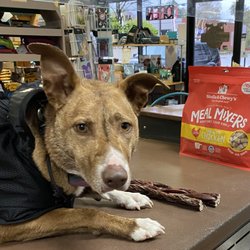 The Dog's Meow - Supervising purchase