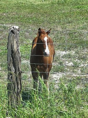 King Ranch by null