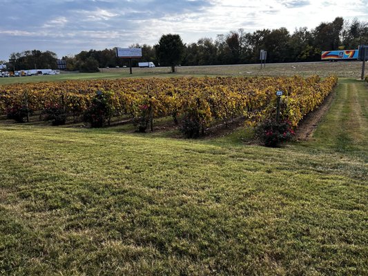 Beachaven Vineyards & Winery by null