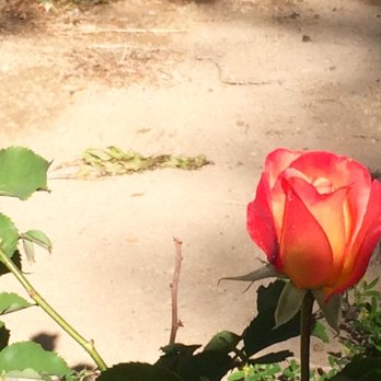 Bob Baskin Park - Rose in bloom - Parks Near Me - Las Vegas, Nevada