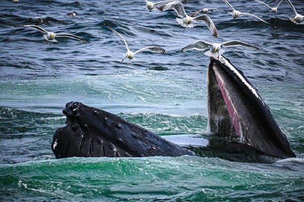 Hyannis Whale Watcher Cruises by null