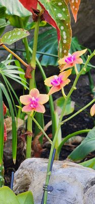 Buffalo and Erie County Botanical Gardens by null