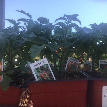 Armstrong Garden Centers - Tomato Mix - Nurseries & Gardening Near Me - Glendale, California