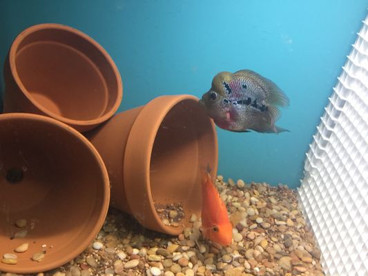 Petco 31 Photos 39 Reviews Pet Stores 17150 Bear Valley Rd