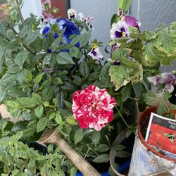 Grocery Outlet - My Grocery Outlet, Lakeport, CA mini rose (called 4th of July) is blooming!!!. It looks like a candy cane stripe to me--LOVE IT!!