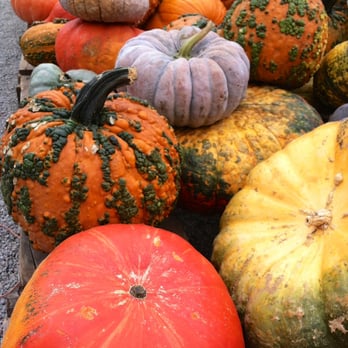 Simmons Farm - Beautiful heirloom pumpkins and gourds. - Fruits & Veggies Near Me - Canonsburg, Pennsylvania Simmons Farm - Beautiful heirloom pumpkins and gourds. - Fruits & Veggies Near Me - Canonsburg, Pennsylvania