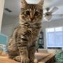Veterinary Specialty Hospital Roseville