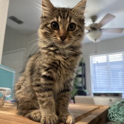 Veterinary Specialty Hospital Roseville - Freya