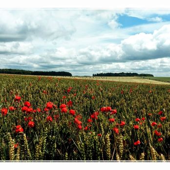 Stonehenge - Stonehenge Poppies - Landmarks & Historical Buildings Near Me - Amesbury, WIL