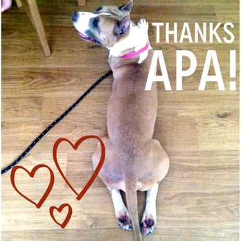 Austin Pets Alive! - Titan! - Animal Shelters Near Me - Austin, Texas Austin Pets Alive! - Titan! - Animal Shelters Near Me - Austin, Texas