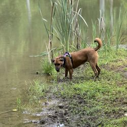 Four Paws Kingdom Campground