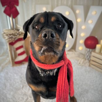 Roverwood Ranch - Diesel at Roverwood ranch loving every minute of it. - Pet Sitting Near Me - Leavenworth, Kansas Roverwood Ranch - Diesel at Roverwood ranch loving every minute of it. - Pet Sitting Near Me - Leavenworth, Kansas