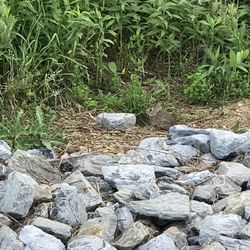 Old National Pike District Park - Sweet little bunnies along the trail.