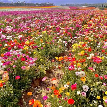 The Flower Fields - Venues & Event Spaces Near Me - Carlsbad, California The Flower Fields - Venues & Event Spaces Near Me - Carlsbad, California