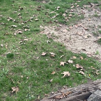 College Students Landscaping - Leaves on neighbors lawn - Lawn Services Near Me - Orland Park, Illinois