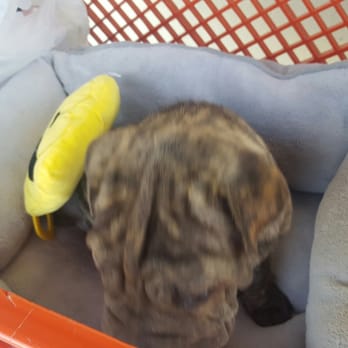 Petco - While waiting for the vet, I bought his supplies like toys, bed, harness, etc. - Pet Stores Near Me - Anaheim, California