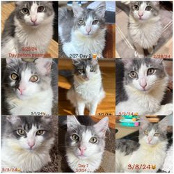 Sylvan Animal Clinic - Ocular FIP (Uveitis)
