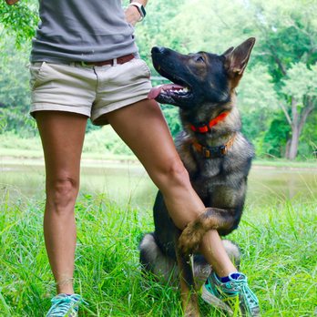 KeenDog - KeenDog Alces loves to learn and here showing off the ever popular hug trick. - Pet Training Near Me - Fort Mill, South Carolina
