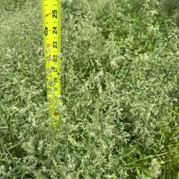 My grass is over 2 feet tall! My grass is over 2 feet tall!