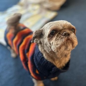 Pawfection Pet Care - Otter - Dog Walkers Near Me Pawfection Pet Care - Otter - Dog Walkers Near Me