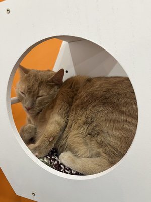 Mew Haven Cat Cafe by null