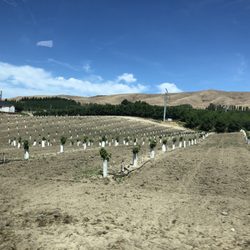 Wineries Express - New vines in the Yakima area.