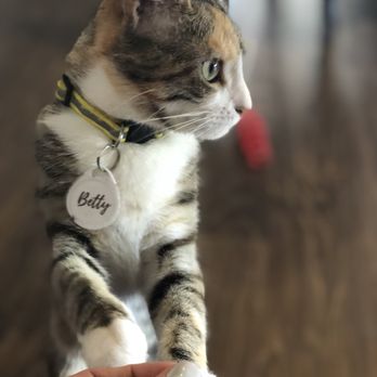 Pounce Cat Cafe - Pet Adoption Near Me - Charleston, South Carolina Pounce Cat Cafe - Pet Adoption Near Me - Charleston, South Carolina